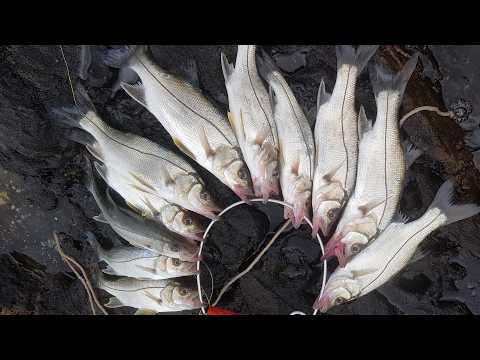Miniatura do vídeo: ROBALINHOS - CORDINHA DO MIRANTE DE CABO FRIO