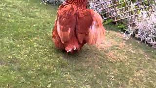 VID-20110601-00003