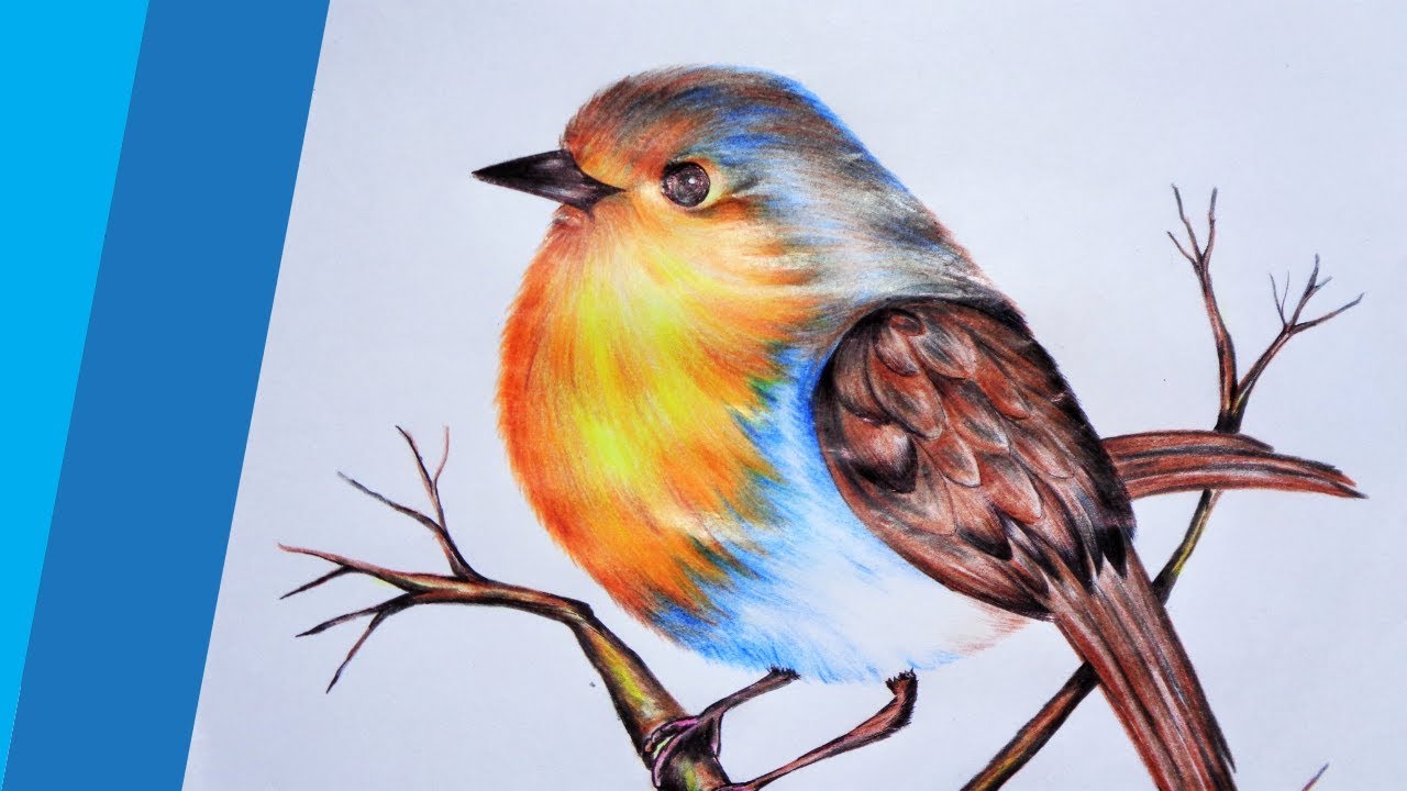 How To Draw A Bird With Simple Colored Pencils - Sun Conure | | Bird  drawings, Pencil drawings of animals, Love birds painting