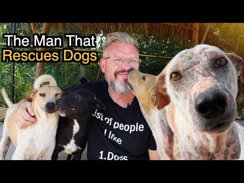 The Man That Rescues Dogs (Thailand's Soi Dogs)
