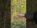 Lemon Cutting Lemon Cutting