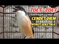 CENDET GACOR TOET-TOET LANTANG SAMBUNG MATERI