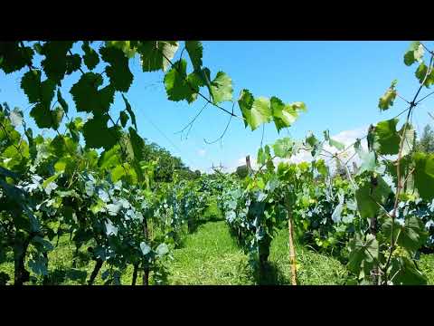 ბაღდათის მამულები - Baghdati Estates - 2018