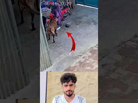 كادت النار تلتهم المنزل لولا شجاعة كلب لاحظ الخطر قبل الجميع اكسبلور لايك  