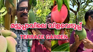 മട്ടുപ്പാവിലെ വിളവെടുപ്പ്. TERRACE GARDEN HARVESTING