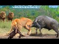 Pitiful Scene! Aggressive Lions Join Forces To Attack And Kill Both Mother Buffalo And Calf