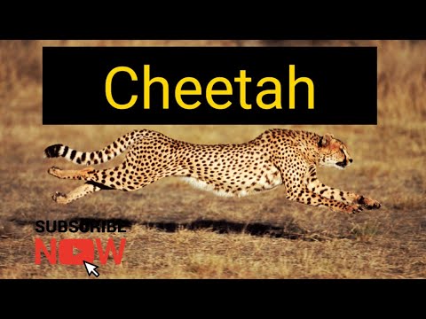 essay in english cheetah