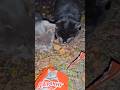 такие голодные 😢#cat #catlife #catvideos #animals #pets #autumn