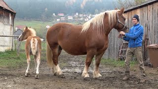 Caii lui Nelutu de la Gura Raului, Sibiu - 2020 Nou!!!