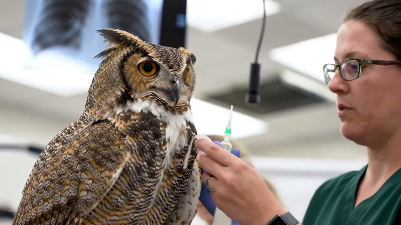 🦉 Owl Found With Broken Wing Nursed to Health | Touching Animal Rescue Story 💖🌿
