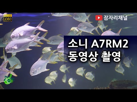 63빌딩 아쿠아리움 판타스틱 머메이드 동영상 촬영 소니 알파 A7R2 Sony a7R II with Sonnar T* FE 55mm <strong>F1.8</strong> ZA