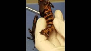 Grasshopper Dissection Practical