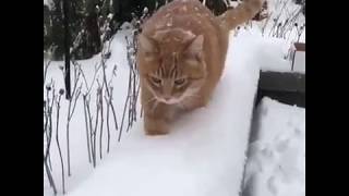 Кот и снег