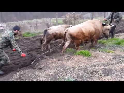 ვიდეორესურსი გაკვეთილისთვის ,,ორი სახნისი\"