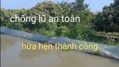 Đê bao chống lũ an toàn hứa hẹn vườn nhãn vụ mùa bội thu