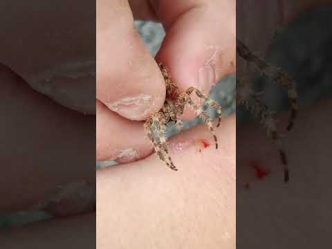 Video: Cum Să Recunoști Un Păianjen Otrăvitor