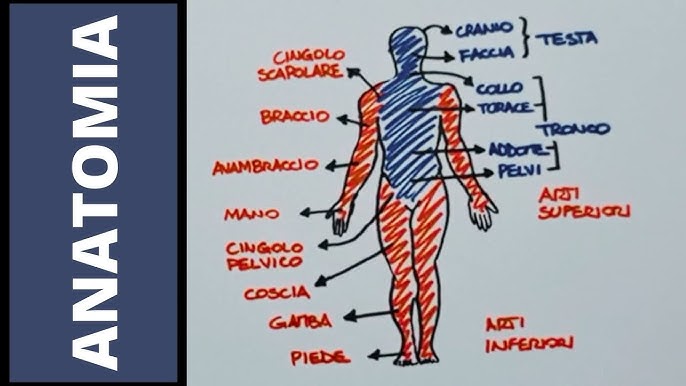 Atlante anatomia interattivo Visiblebody Scontato - Mdm Fisioterapia