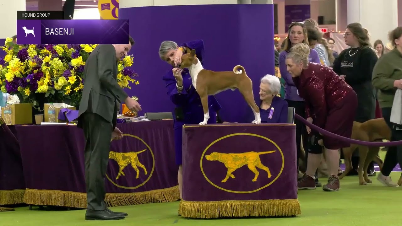 Basenji | Breed Judging 2025