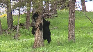The “Bear Necessities” of spring hunting season