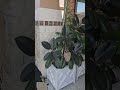 Lattice Planter Pots