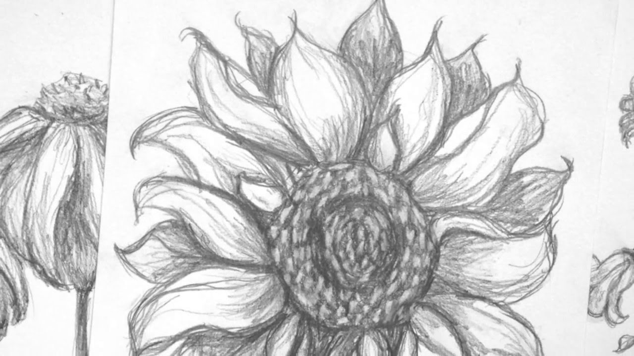 How To Draw a Sunflower: 10 EASY Drawing Projects
