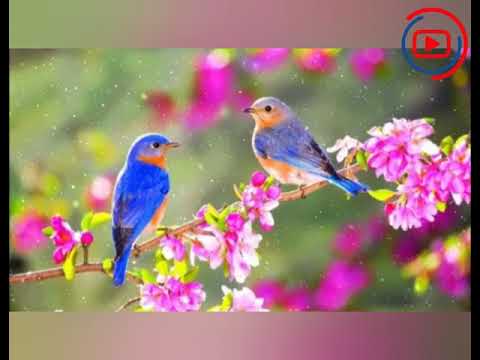 Novruz bayrami tebrik videosu🌹🌺🌷🐞