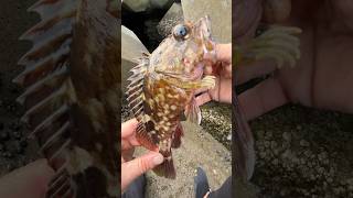 【穴釣り】巨大テトラの隙間から 穴釣り