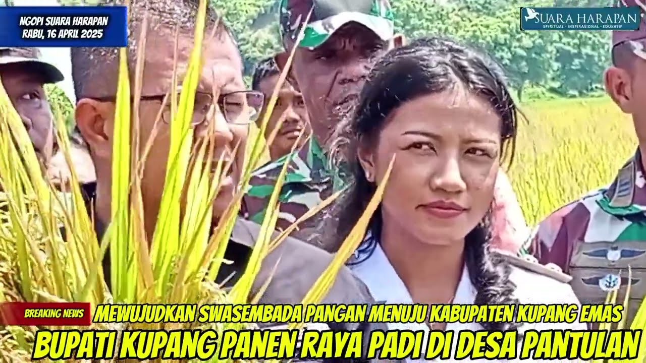 Mewujudkan Swasembada Pangan Menuju Kab. Kupang Emas, Bupati Kupang Panen Raya Padi di Desa Pantulan