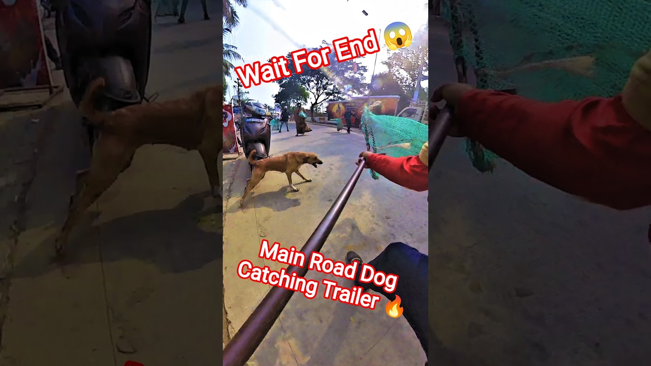 Delhi Street Dog Catching Video 