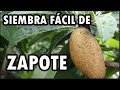 Zapote (Pouteria sapota)