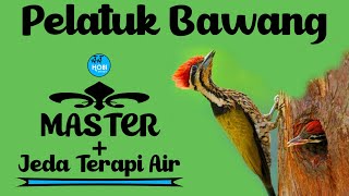 Master Pelatuk Bawang   Jeda Terapi Air