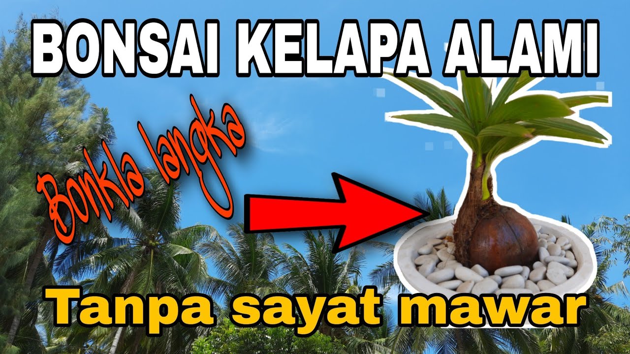 BONSAI KELAPA ALAMI YouTube