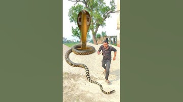 Anaconda snake in real life P138#shorts #short #snake #nagin #python #anaconda #snakes #bigsnake