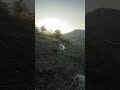 黃昏的山坡上,兩隻狗安靜待在一起