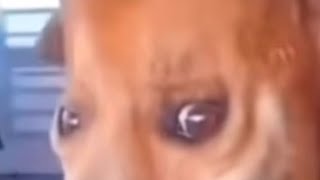 Kosing As Bird [BIRD UPDATE🐦‍⬛] screenshot 1