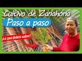 Cómo sembrar ZANAHORIA paso a paso en la HUERTA casera // Cultivo de Zanahoria en MACETA O BOTELLAS