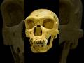 A Neanderthal 60,000 Years Ago… And He Was Not Alone