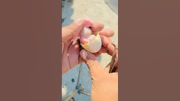 Insane egg Hatching 🐣