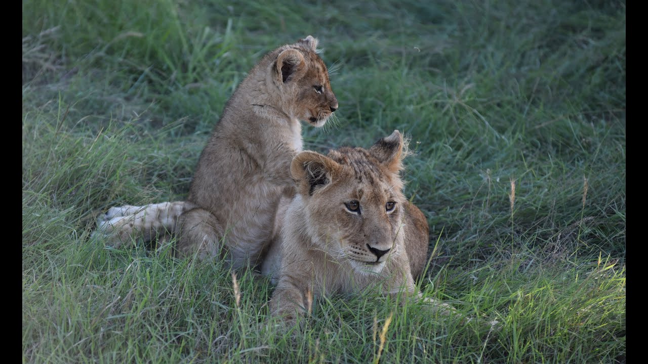 Lion Pride with Baby Lions in Masai Mara Kenya