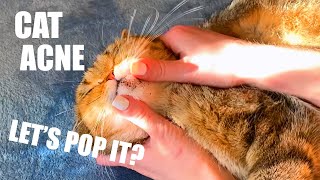 Easy Cat Acne Cleaning with Explanations