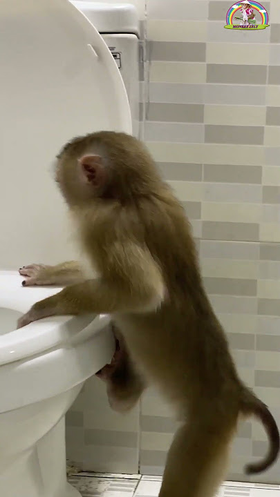 Monkey LyLy knows how to defecate into the toilet #shorts #monkey #youtubeshorts #animals #viral