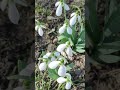Хай буде весна... 🌿 #shorts