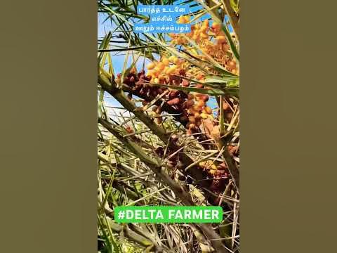 ஈச்சம்பழம் - silver date palm - sugar date palm - wild date palm - YouTube