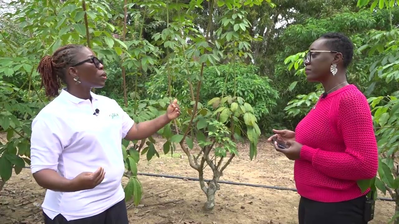 Introduction de nouveaux clones d’hévéa en Côte d’Ivoire (par le FIRCA et l'APROMAC)