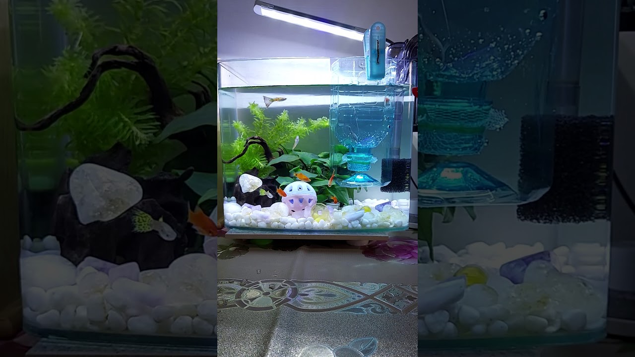 幫魚媽媽製作一個寶特瓶生產器 Youtube