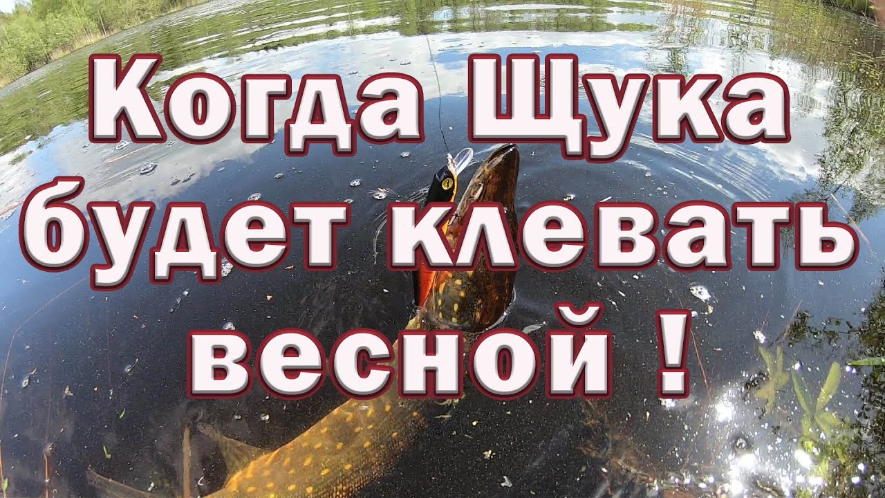 КОГДА щука БУДЕТ КЛЕВАТЬ весной !!! Тактика ловли щуки весной на реке . Рыбалка на Щуку .