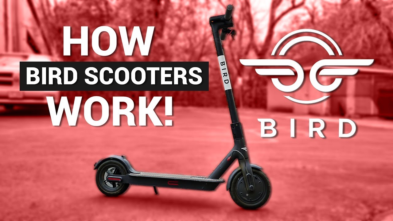 BIRD Electric SCOOTERS! / How They -