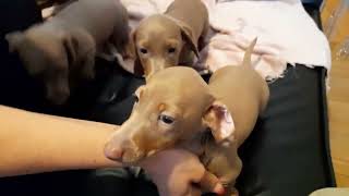 Zuzy's puppies - Cutest Isabella dachshunds ever 😍😍😍