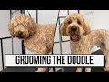 How i groom the goldendoodle