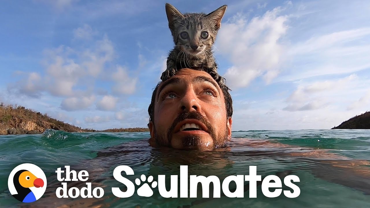 ⁣5-Week-Old Kitten Loves Swimming With Her Dad | The Dodo Soulmates